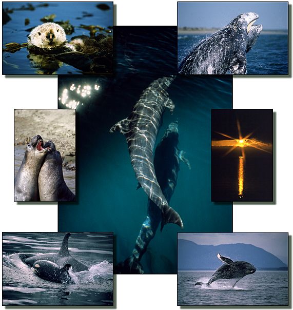 Ocean Friends Images